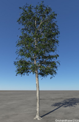 Product picture BetulaPendula.obj